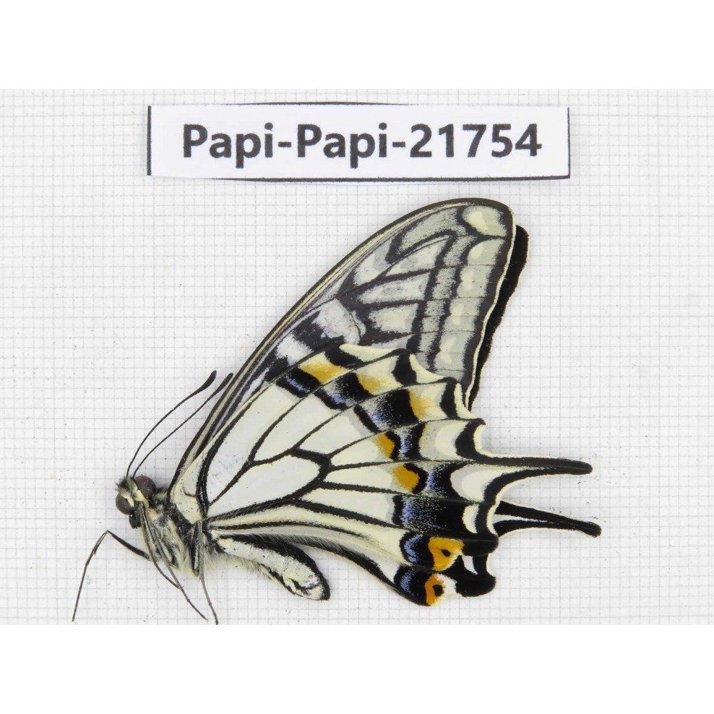 Papilio xuthus ssp. China, Yunnan, Nujiang, N of Mt.Biluoxueshan. 1M. Papi-Papi-21754.