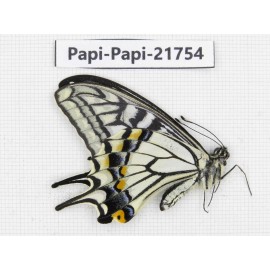 Papilio xuthus ssp. China, Yunnan, Nujiang, N of Mt.Biluoxueshan. 1M. Papi-Papi-21754.