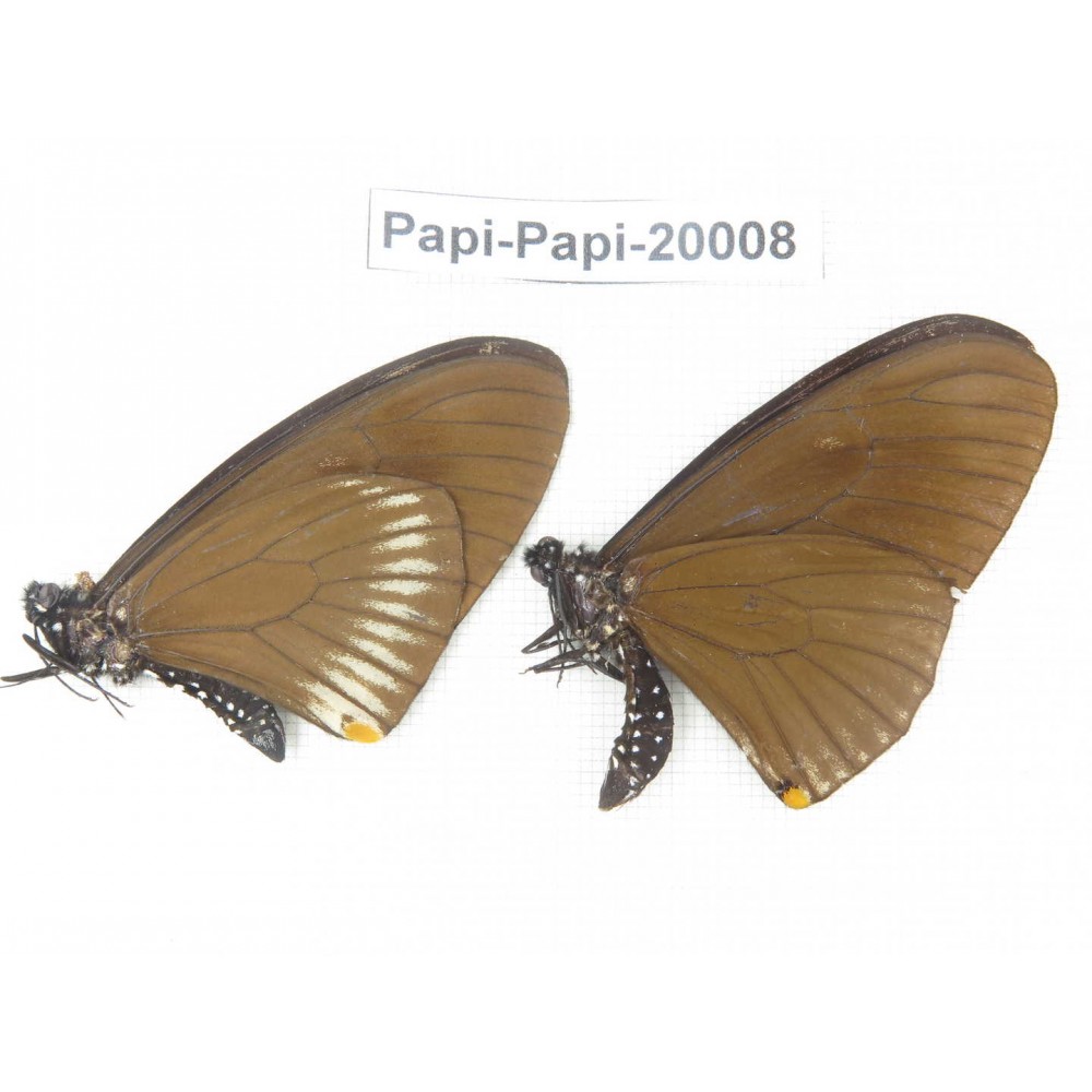 Papilio slateri ssp. China, Yunnan, Xishuangbanna, Mengla. 2M. Papi-Papi-20008.