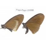 Papilio slateri ssp. China, Yunnan, Xishuangbanna, Mengla. 2M. Papi-Papi-20008.