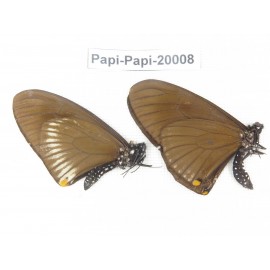 Papilio slateri ssp. China, Yunnan, Xishuangbanna, Mengla. 2M. Papi-Papi-20008.