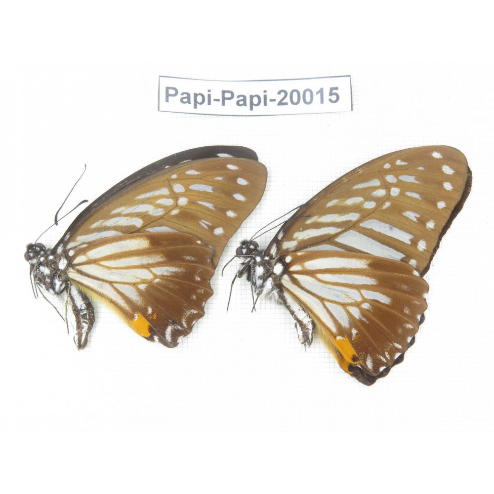 Paranticopsis xenocles ssp. China, Yunnan, Xishuangbanna, Mengla. 2M. Papi-Papi-20015.