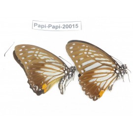 Paranticopsis xenocles ssp. China, Yunnan, Xishuangbanna, Mengla. 2M. Papi-Papi-20015.