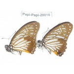 Paranticopsis xenocles ssp. China, Yunnan, Xishuangbanna, Mengla. 2M. Papi-Papi-20016.