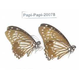 Paranticopsis macareus ssp. China, Yunnan, Xishuangbanna, Mengla. 2M. Papi-Papi-20078.