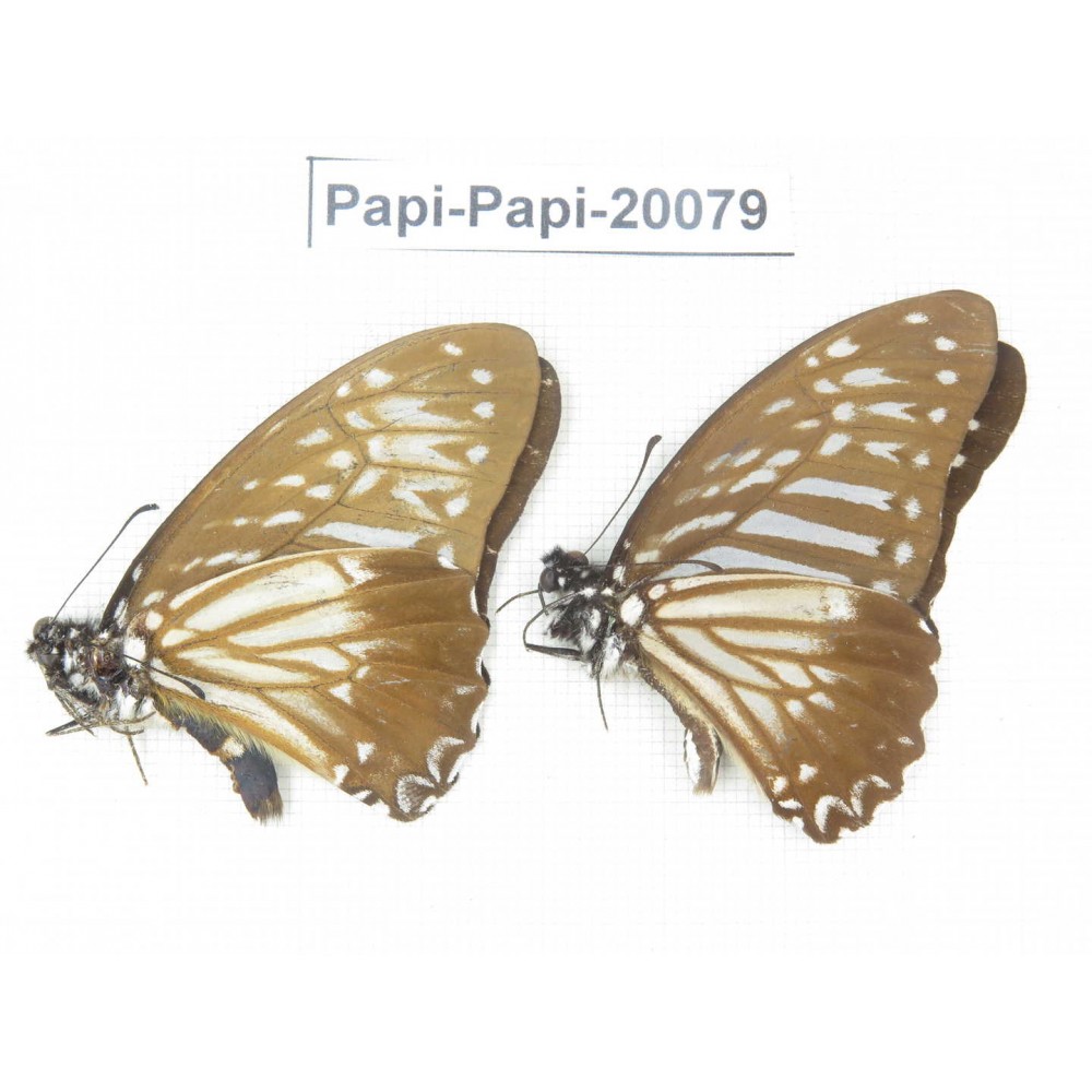 Paranticopsis macareus ssp. China, Yunnan, Xishuangbanna, Mengla. 2M. Papi-Papi-20079.