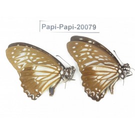 Paranticopsis macareus ssp. China, Yunnan, Xishuangbanna, Mengla. 2M. Papi-Papi-20079.