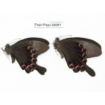 Papilio paris ssp. China, Yunnan, Xishuangbanna, Mengla. 2M. Papi-Papi-20081.
