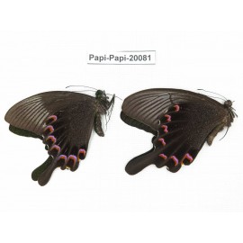 Papilio paris ssp. China, Yunnan, Xishuangbanna, Mengla. 2M. Papi-Papi-20081.