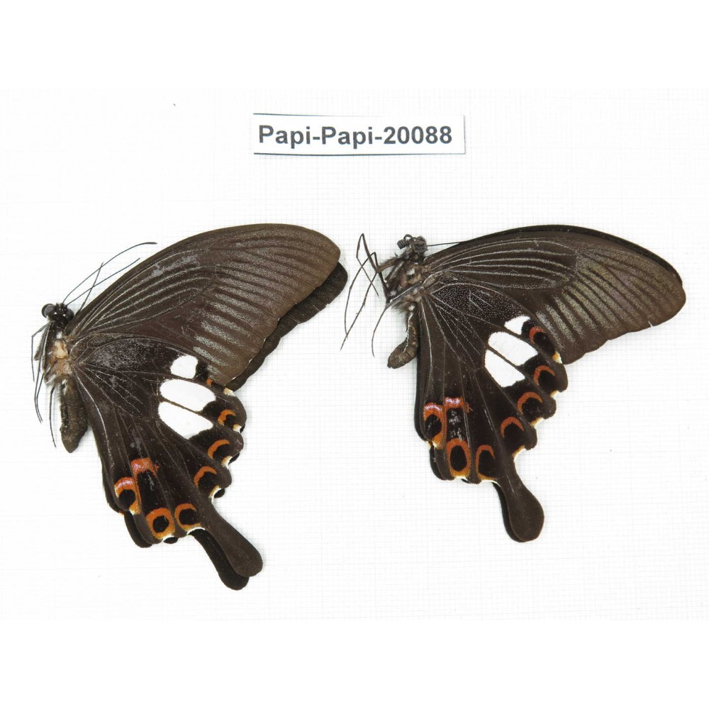 Papilio helenus ssp. China, Yunnan, Xishuangbanna, Mengla. 2M. Papi-Papi-20088.