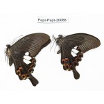 Papilio helenus ssp. China, Yunnan, Xishuangbanna, Mengla. 2M. Papi-Papi-20088.