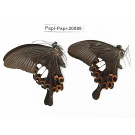 Papilio helenus ssp. China, Yunnan, Xishuangbanna, Mengla. 2M. Papi-Papi-20088.