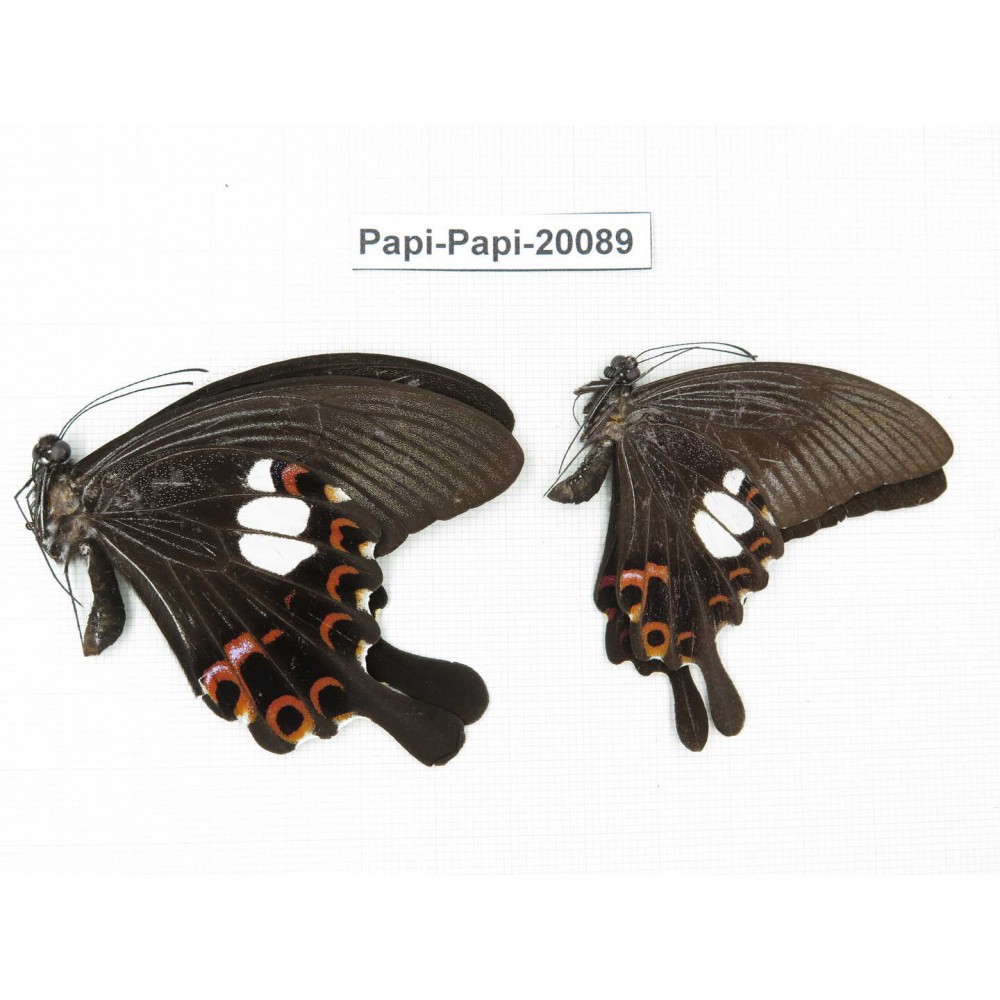 Papilio helenus ssp. China, Yunnan, Xishuangbanna, Mengla. 2M. Papi-Papi-20089.