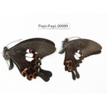 Papilio helenus ssp. China, Yunnan, Xishuangbanna, Mengla. 2M. Papi-Papi-20089.