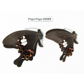 Papilio helenus ssp. China, Yunnan, Xishuangbanna, Mengla. 2M. Papi-Papi-20089.