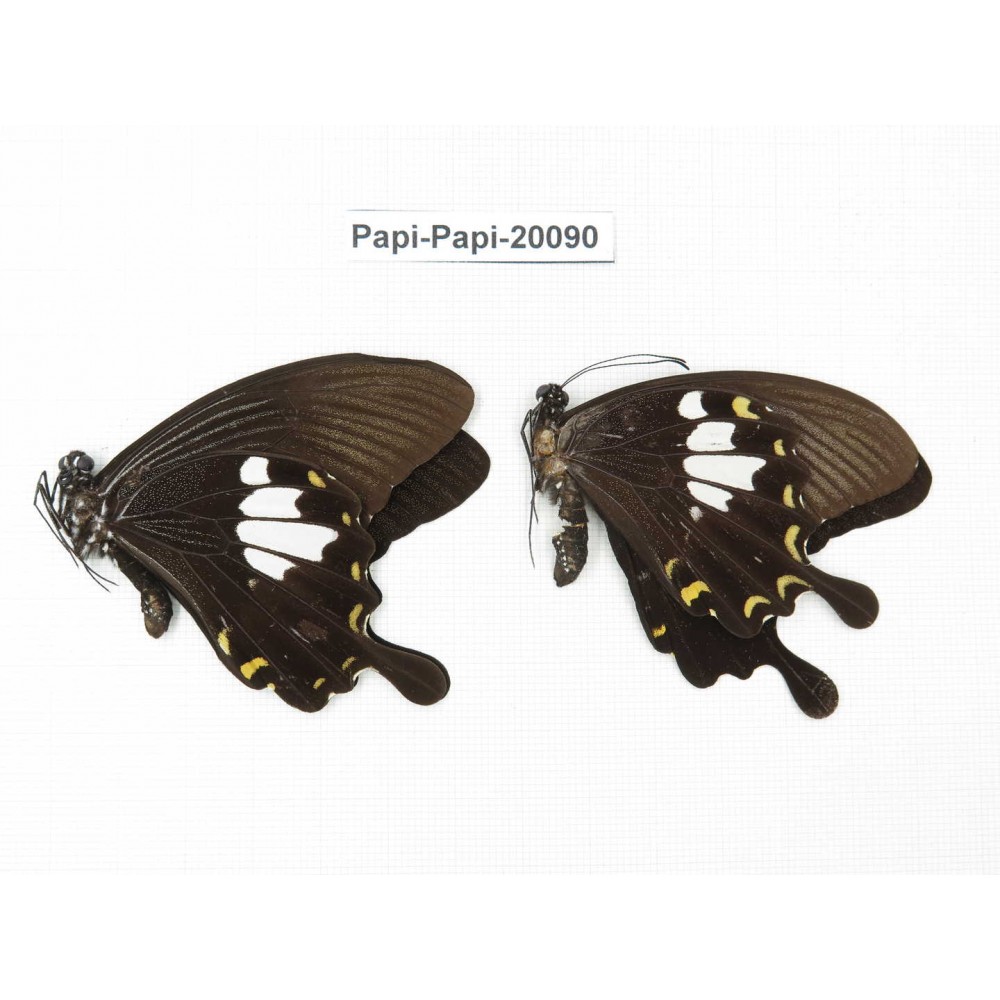 Papilio nephelus ssp. China, Yunnan, Xishuangbanna, Mengla. 2M. Papi-Papi-20090.