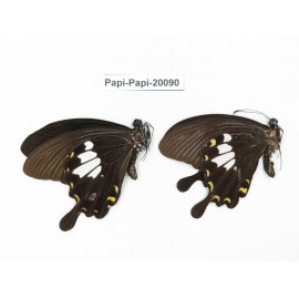 Papilio nephelus ssp. China, Yunnan, Xishuangbanna, Mengla. 2M. Papi-Papi-20090.
