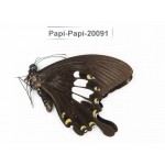 Papilio nephelus ssp. China, Yunnan, Xishuangbanna, Mengla. 1M. Papi-Papi-20091.