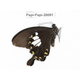Papilio nephelus ssp. China, Yunnan, Xishuangbanna, Mengla. 1M. Papi-Papi-20091.
