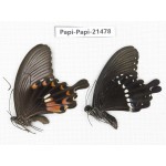 Papilio polytes ssp. China, Zhejiang, Ningbo, Cixi. 1P. Papi-Papi-21478.