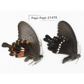 Papilio polytes ssp. China, Zhejiang, Ningbo, Cixi. 1P. Papi-Papi-21478.
