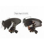 Papilio polytes ssp. China, Zhejiang, Ningbo, Cixi. 1P. Papi-Papi-211270.