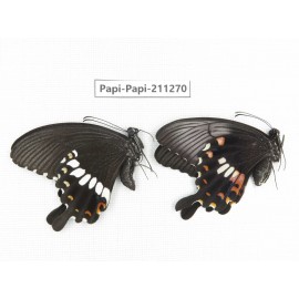 Papilio polytes ssp. China, Zhejiang, Ningbo, Cixi. 1P. Papi-Papi-211270.