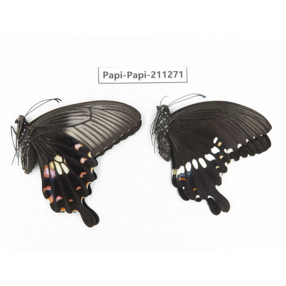 Papilio polytes ssp. China, Zhejiang, Ningbo, Cixi. 1P. Papi-Papi-211271.