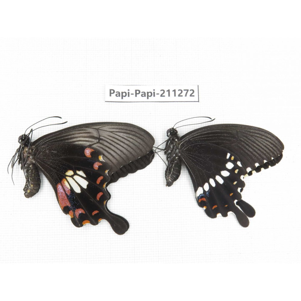 Papilio polytes ssp. China, Zhejiang, Ningbo, Cixi. 1P. Papi-Papi-211272.