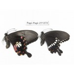 Papilio polytes ssp. China, Zhejiang, Ningbo, Cixi. 1P. Papi-Papi-211272.