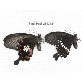 Papilio polytes ssp. China, Zhejiang, Ningbo, Cixi. 1P. Papi-Papi-211272.