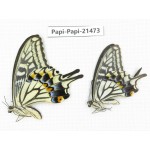 Papilio xuthus ssp. China, Zhejiang, Ningbo, Cixi. 1P. Papi-Papi-21473.