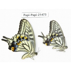 Papilio xuthus ssp. China, Zhejiang, Ningbo, Cixi. 1P. Papi-Papi-21473.