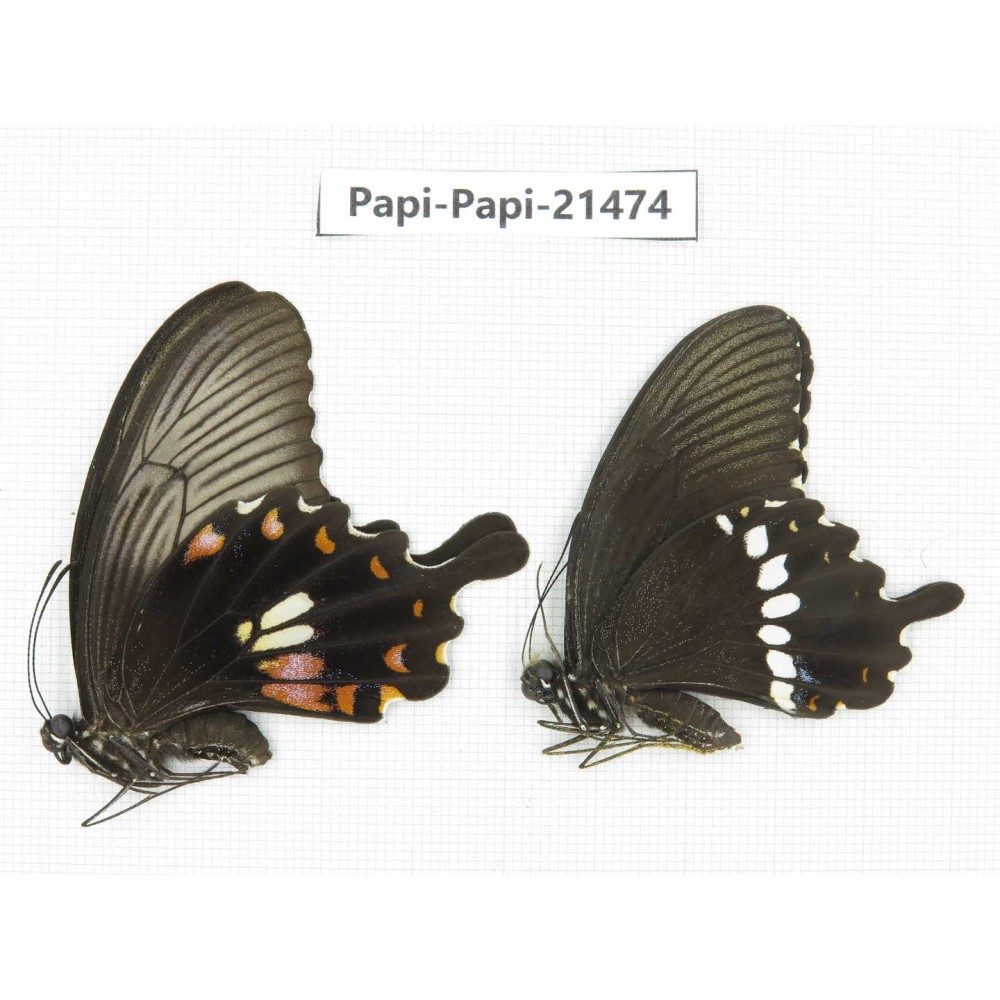 Papilio polytes ssp. China, Zhejiang, Ningbo, Cixi. 1P. Papi-Papi-21474.
