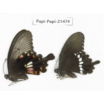 Papilio polytes ssp. China, Zhejiang, Ningbo, Cixi. 1P. Papi-Papi-21474.