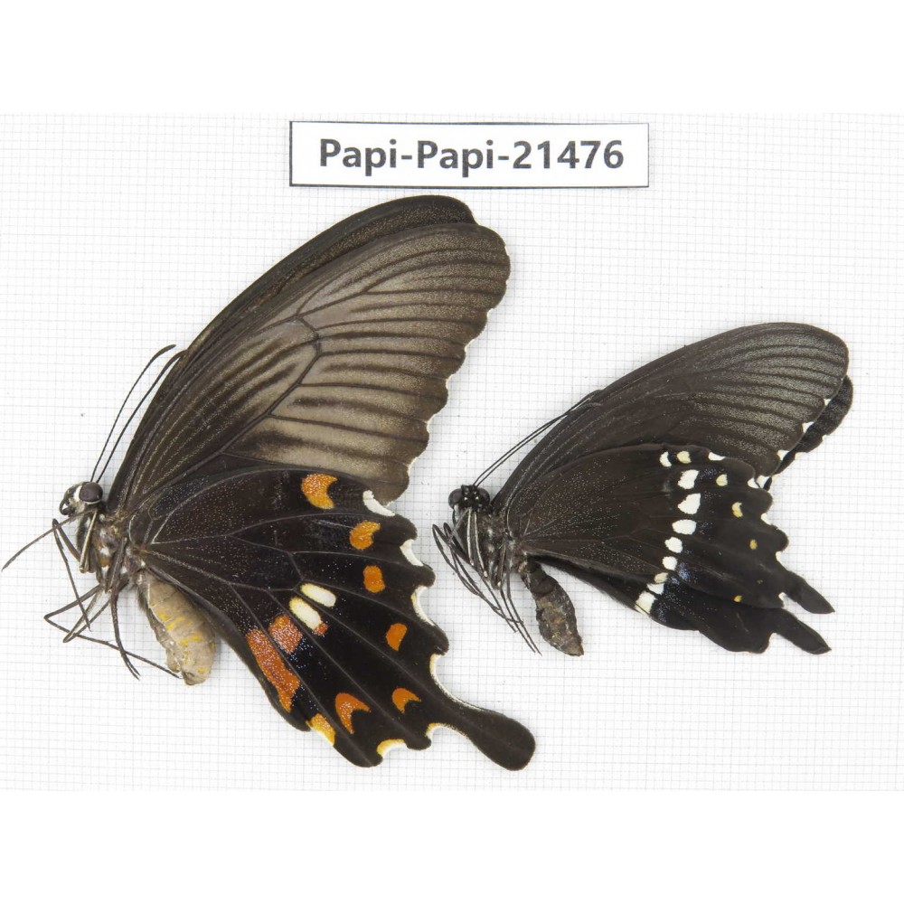 Papilio polytes ssp. China, Zhejiang, Ningbo, Cixi. 1P. Papi-Papi-21476.