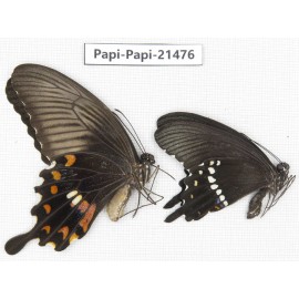 Papilio polytes ssp. China, Zhejiang, Ningbo, Cixi. 1P. Papi-Papi-21476.