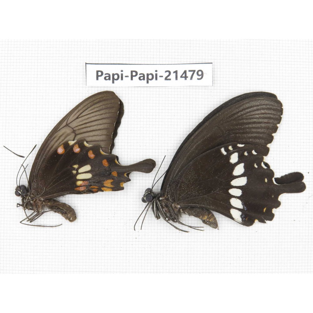 Papilio polytes ssp. China, Zhejiang, Ningbo, Cixi. 1P. Papi-Papi-21479.