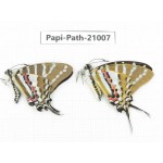 Pathysa nomius. China, Yunnan, Honghe, Yuanyang county.2M. Papi-Path-21007.