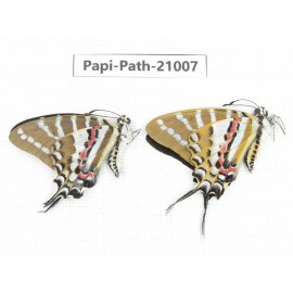 Pathysa nomius. China, Yunnan, Honghe, Yuanyang county.2M. Papi-Path-21007.