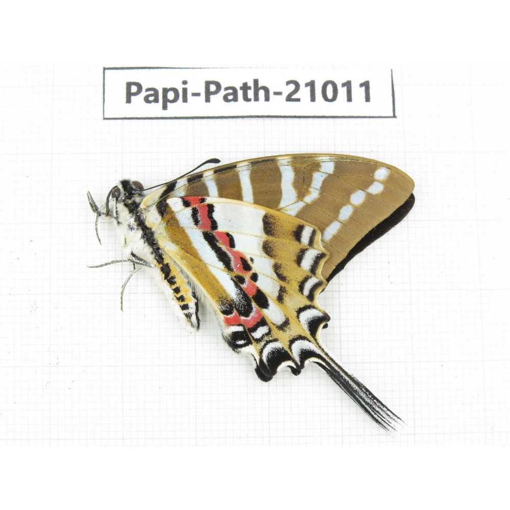 Pathysa nomius. China, Yunnan, Honghe, Yuanyang county.1M. Papi-Path-21011.