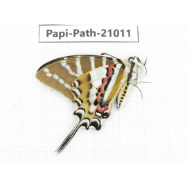 Pathysa nomius. China, Yunnan, Honghe, Yuanyang county.1M. Papi-Path-21011.