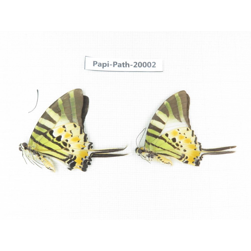 Pathysa antiphates ssp. China, Yunnan, Xishuangbanna, Mengla. 2M. Papi-Path-20002.