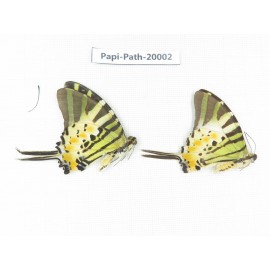 Pathysa antiphates ssp. China, Yunnan, Xishuangbanna, Mengla. 2M. Papi-Path-20002.