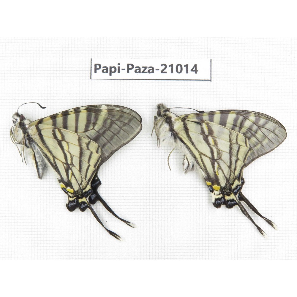 Pazala eurous ssp. China, Sichuan, Ganzi, S Slop of Mt.Gonggashan. 2M. Papi-Paza-21014.