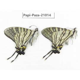 Pazala eurous ssp. China, Sichuan, Ganzi, S Slop of Mt.Gonggashan. 2M. Papi-Paza-21014.