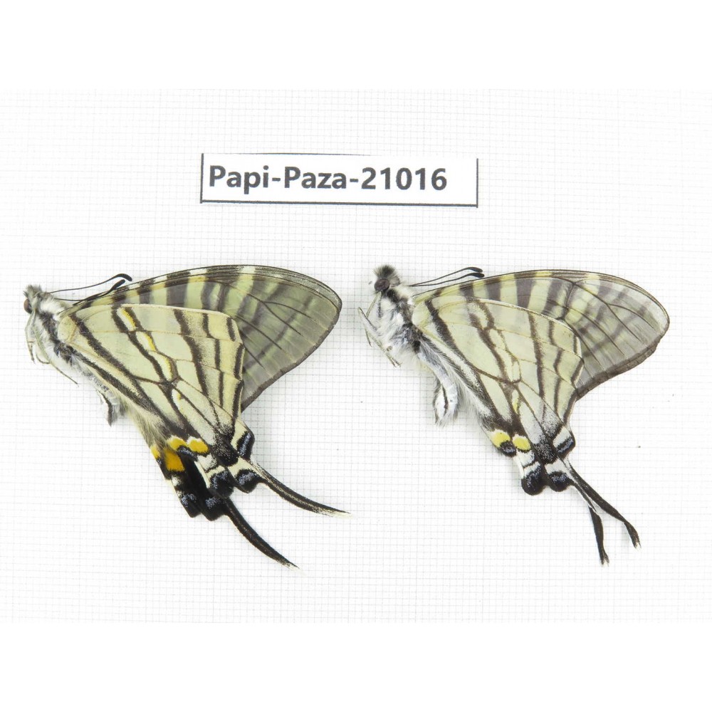 Pazala eurous ssp. China, Sichuan, Ganzi, S Slop of Mt.Gonggashan. 2M. Papi-Paza-21016.