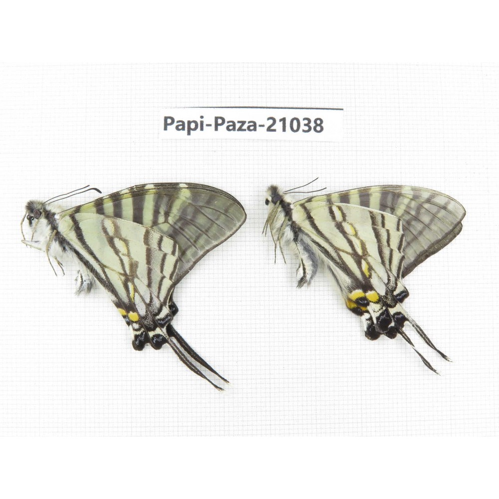 Pazala eurous ssp. China, Sichuan, Ganzi, S Slop of Mt.Gonggashan. 2M. Papi-Paza-21038.