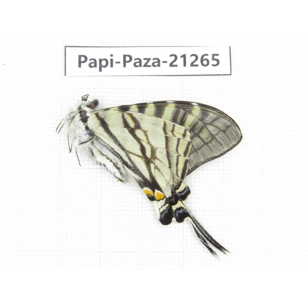 Pazala eurous ssp. China, Sichuan, Liangshan, Dechang county. 1M. Papi-Paza-21265.