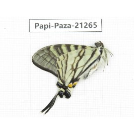 Pazala eurous ssp. China, Sichuan, Liangshan, Dechang county. 1M. Papi-Paza-21265.